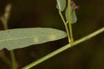 Pine barren ticktrefoil